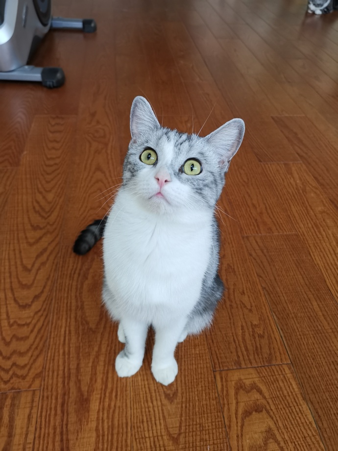 猫图片|宠物猫|猫咪|