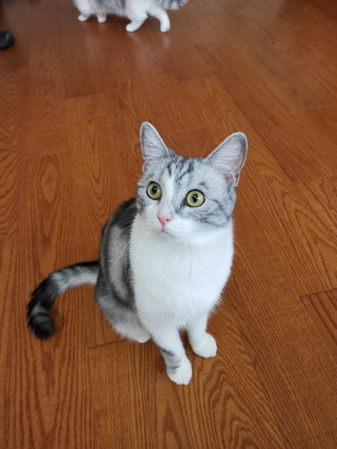 猫图片|宠物猫|猫咪|