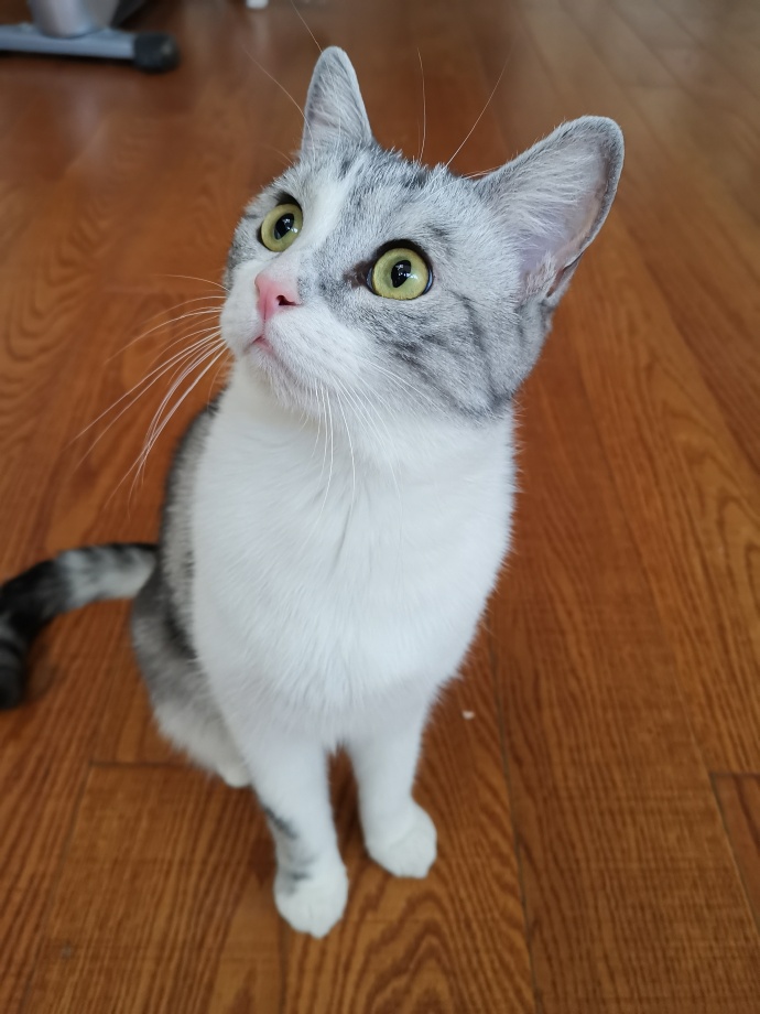 猫图片|宠物猫|猫咪|