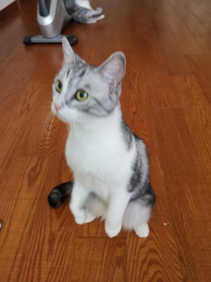 猫图片|宠物猫|猫咪|