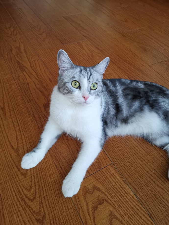 猫图片|宠物猫|猫咪|