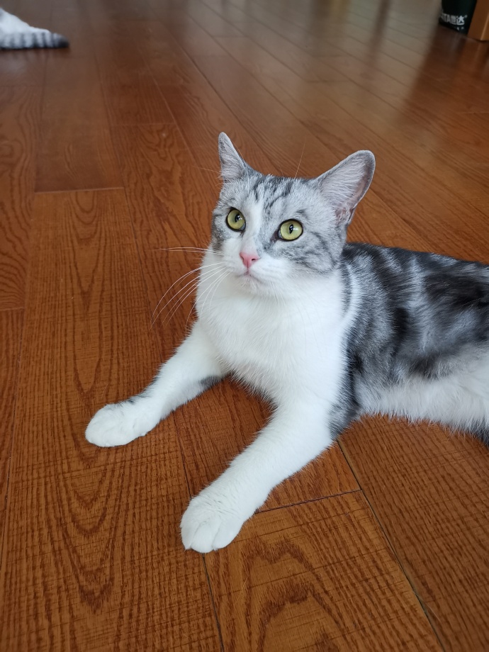 猫图片|宠物猫|猫咪|