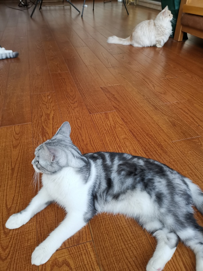 猫图片|宠物猫|猫咪|