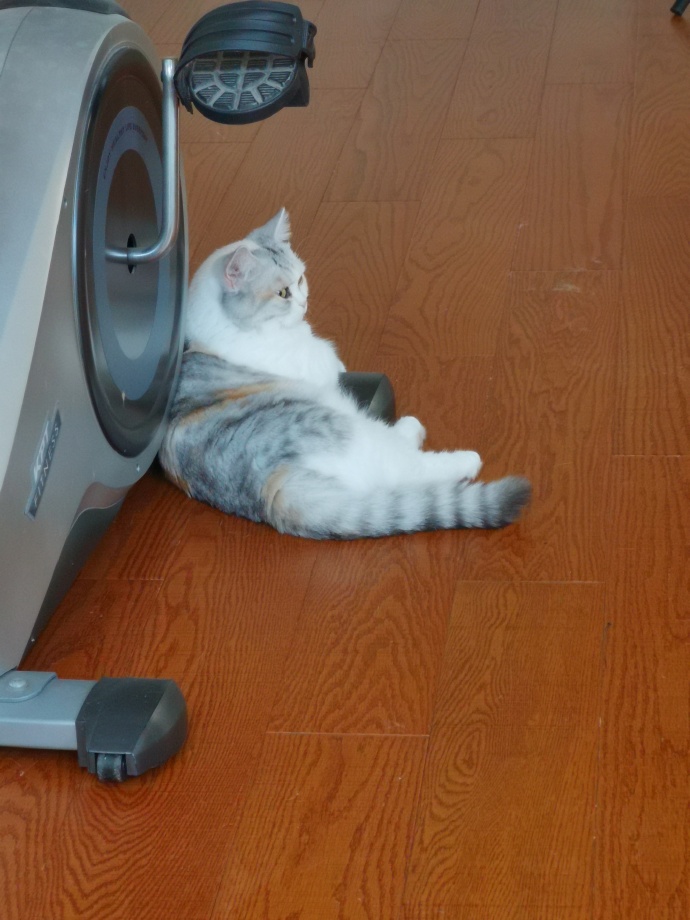 猫图片|宠物猫|猫咪|