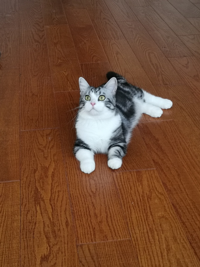 猫图片|宠物猫|猫咪|