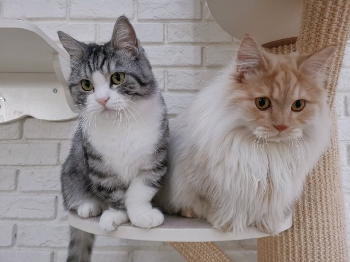 猫图片|宠物猫|猫咪|