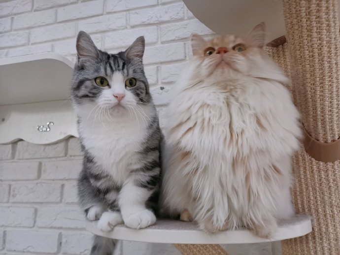 猫图片|宠物猫|猫咪|