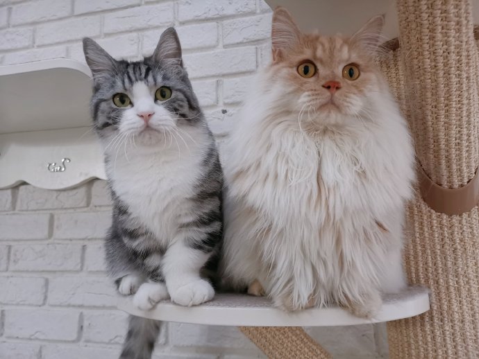 猫图片|宠物猫|猫咪|