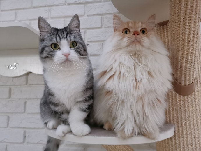 猫图片|宠物猫|猫咪|