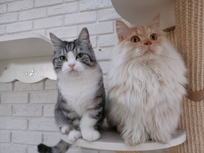 猫图片|宠物猫|猫咪|
