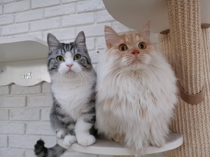 猫图片|宠物猫|猫咪|
