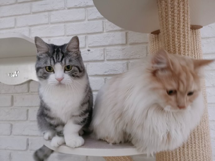 猫图片|宠物猫|猫咪|