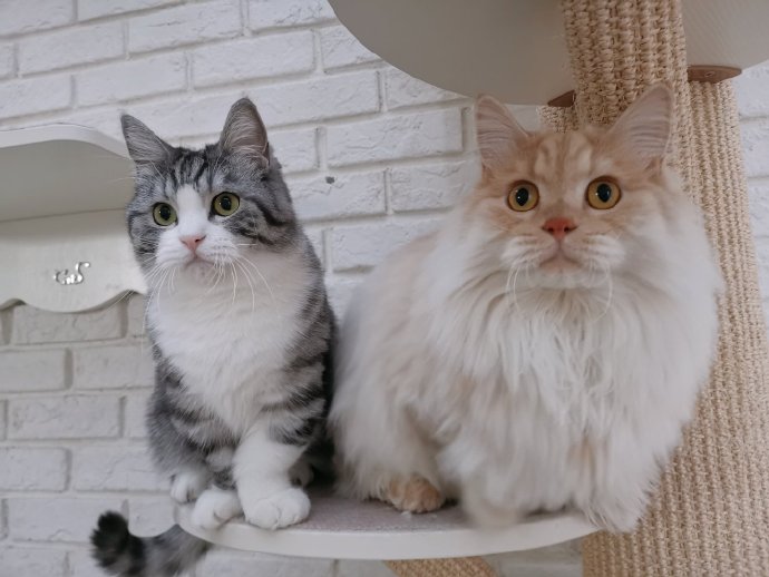 猫图片|宠物猫|猫咪|