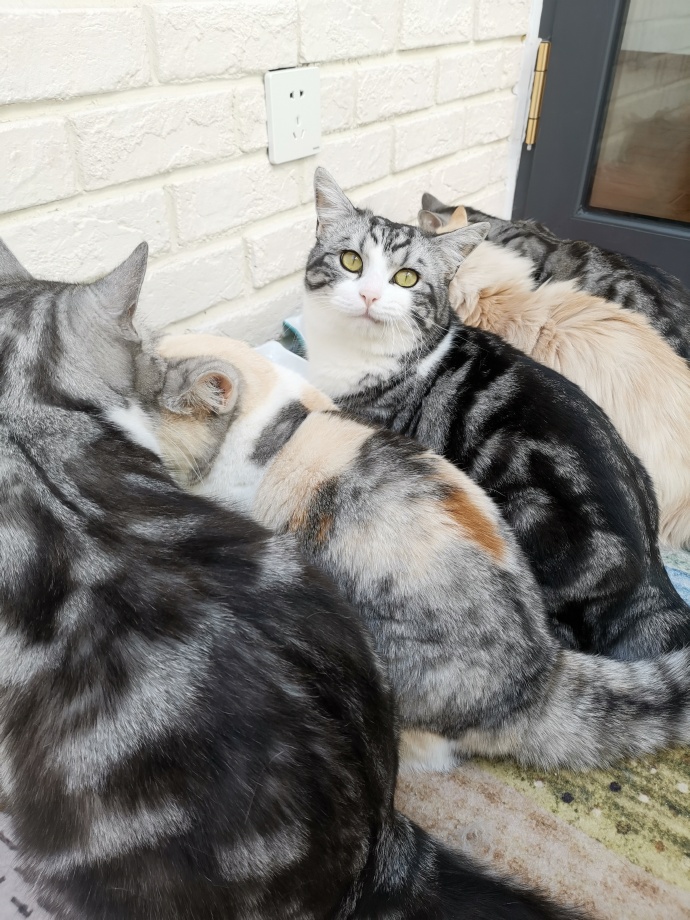 猫图片|宠物猫|猫咪|