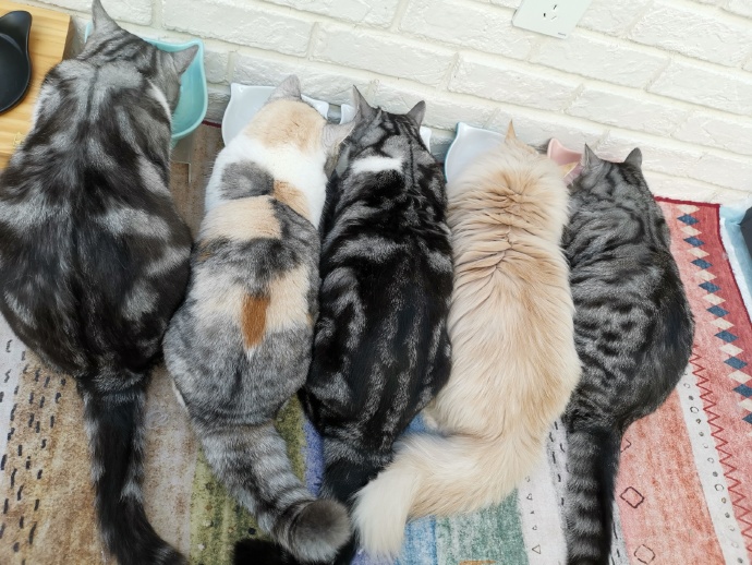 猫图片|宠物猫|猫咪|