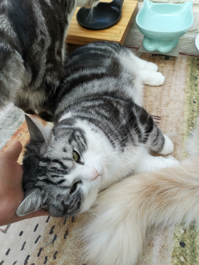猫图片|宠物猫|猫咪|