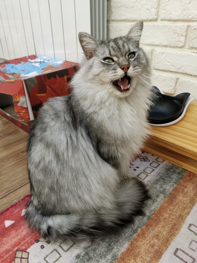 猫图片|宠物猫|猫咪|