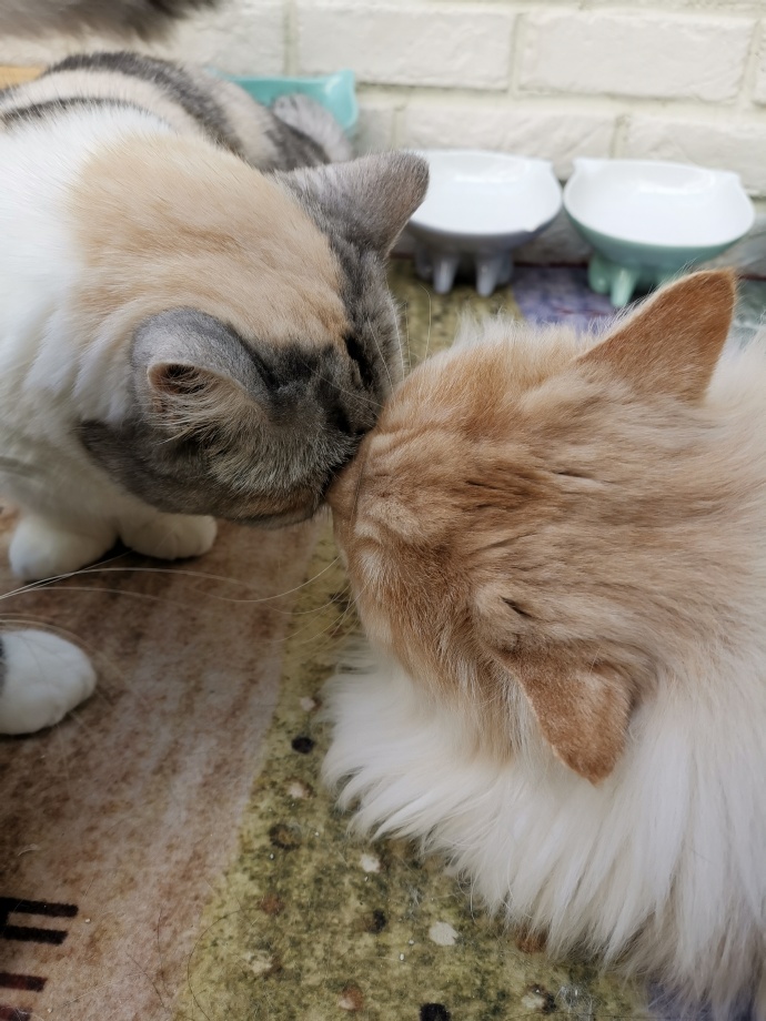 猫图片|宠物猫|猫咪|