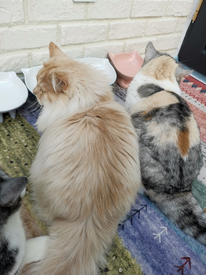 猫图片|宠物猫|猫咪|