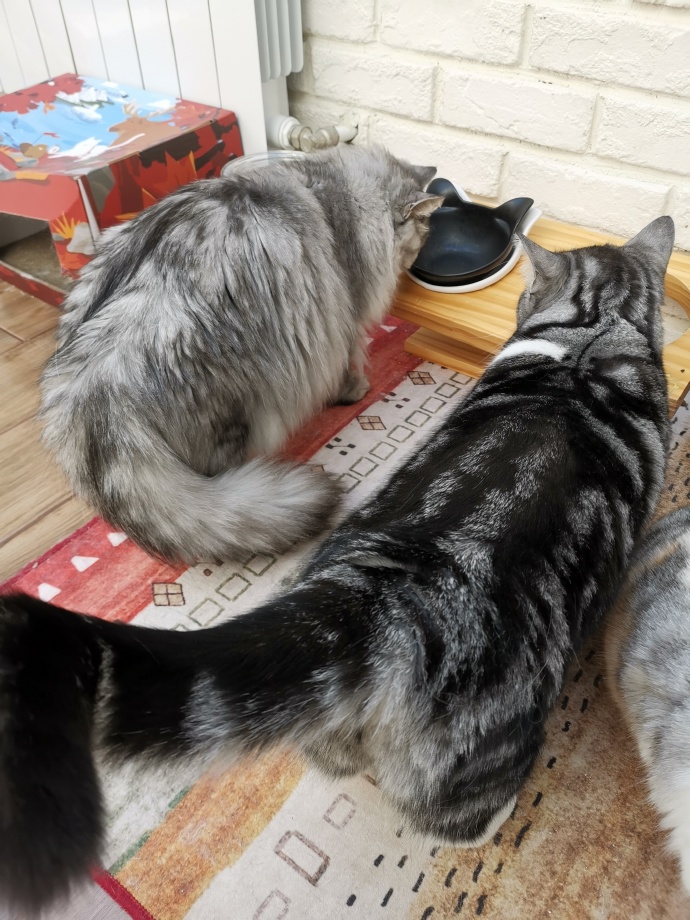 猫图片|宠物猫|猫咪|