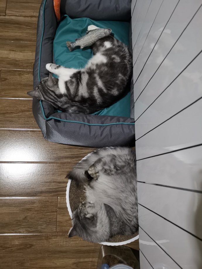 猫图片|宠物猫|猫咪|