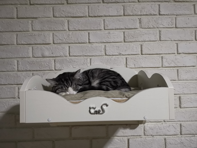 猫图片|宠物猫|猫咪|