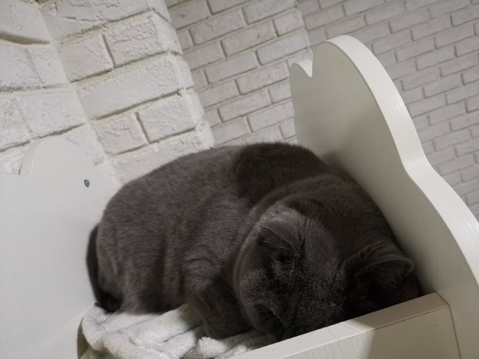 猫图片|宠物猫|猫咪|