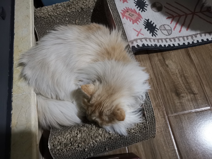 猫图片|宠物猫|猫咪|