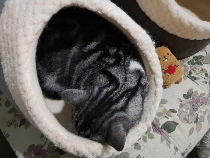 猫图片|宠物猫|猫咪|