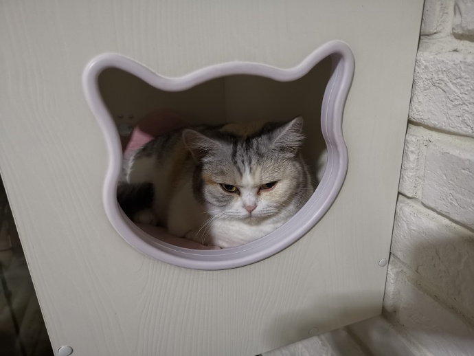 猫图片|宠物猫|猫咪|