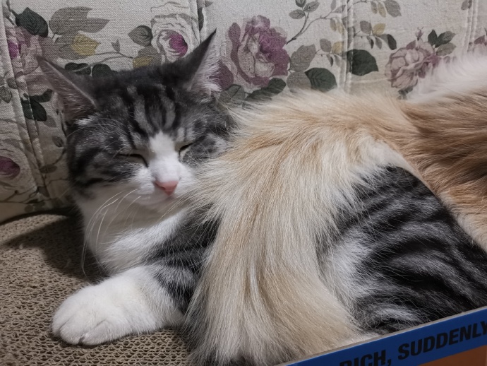 猫图片|宠物猫|猫咪|