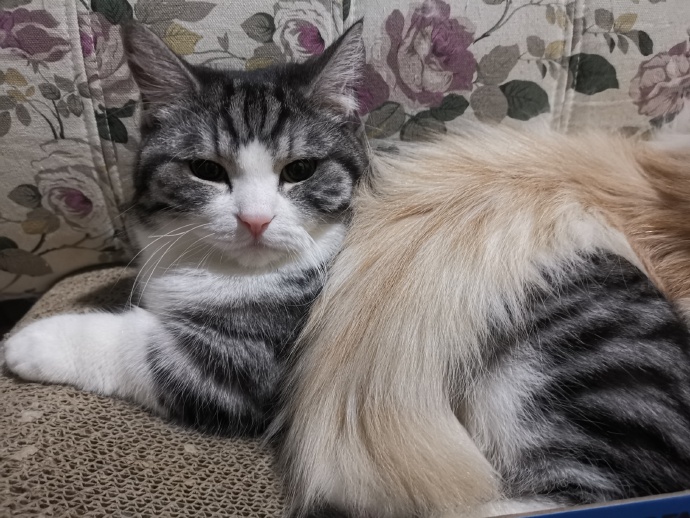 猫图片|宠物猫|猫咪|