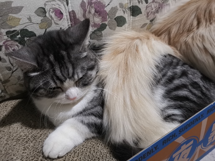 猫图片|宠物猫|猫咪|