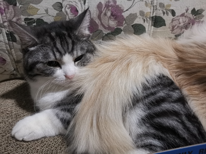 猫图片|宠物猫|猫咪|