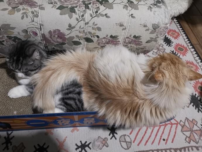 猫图片|宠物猫|猫咪|