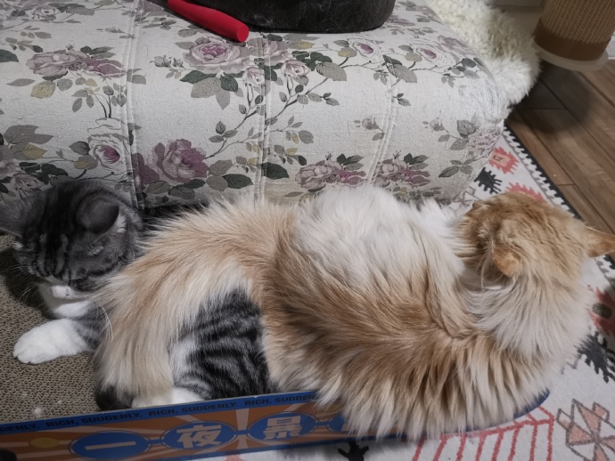 猫图片|宠物猫|猫咪|