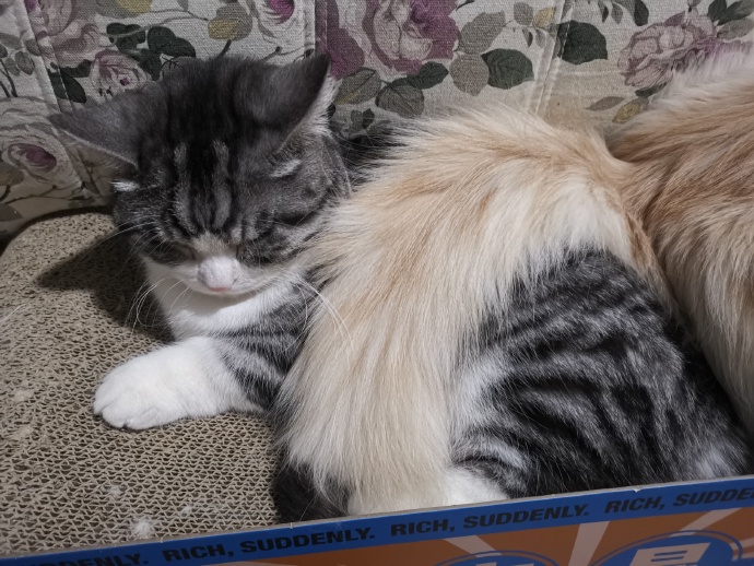 猫图片|宠物猫|猫咪|