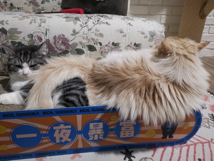 猫图片|宠物猫|猫咪|