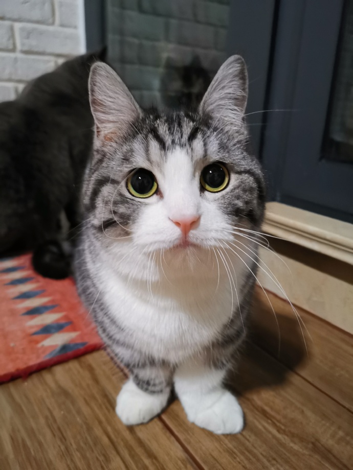 猫图片|宠物猫|猫咪|