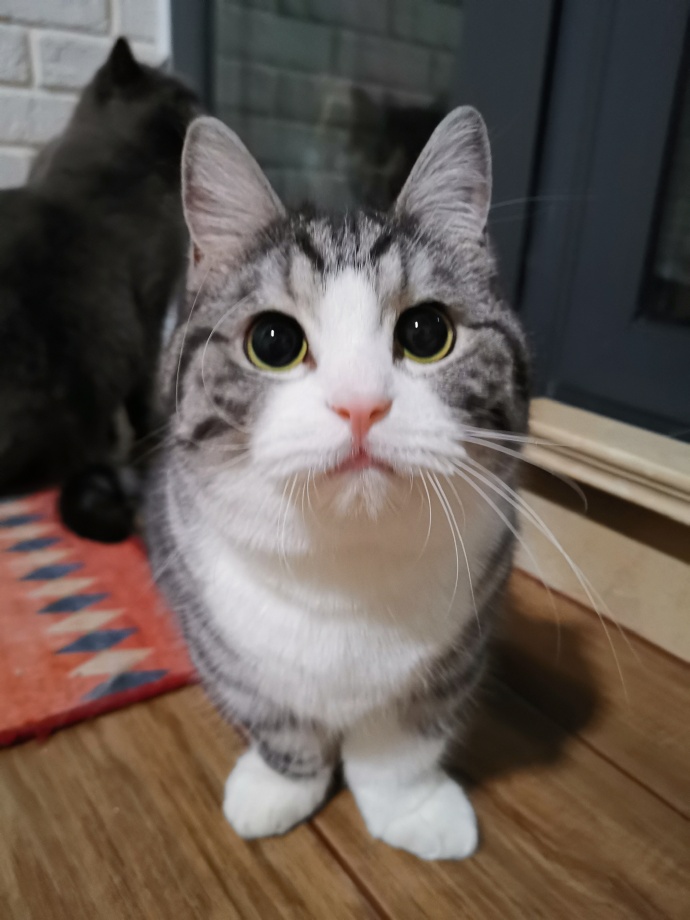 猫图片|宠物猫|猫咪|