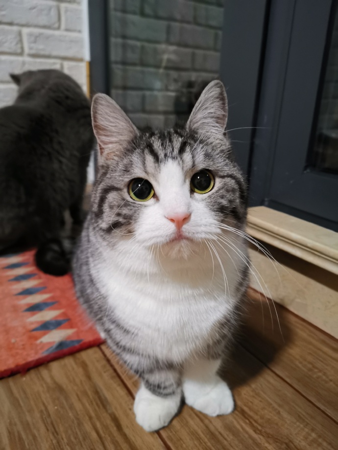 猫图片|宠物猫|猫咪|