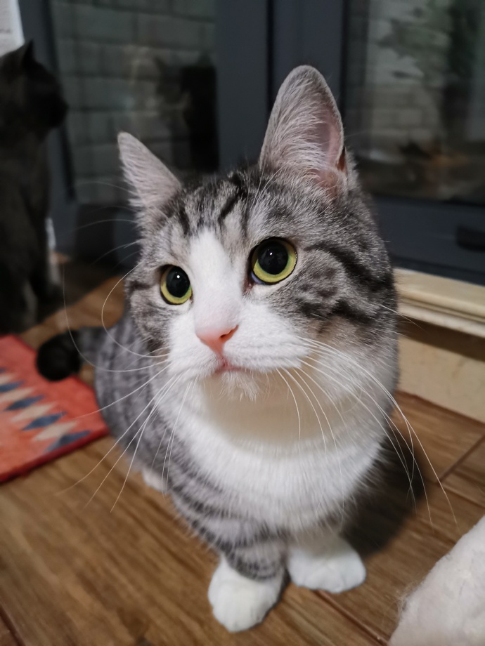 猫图片|宠物猫|猫咪|