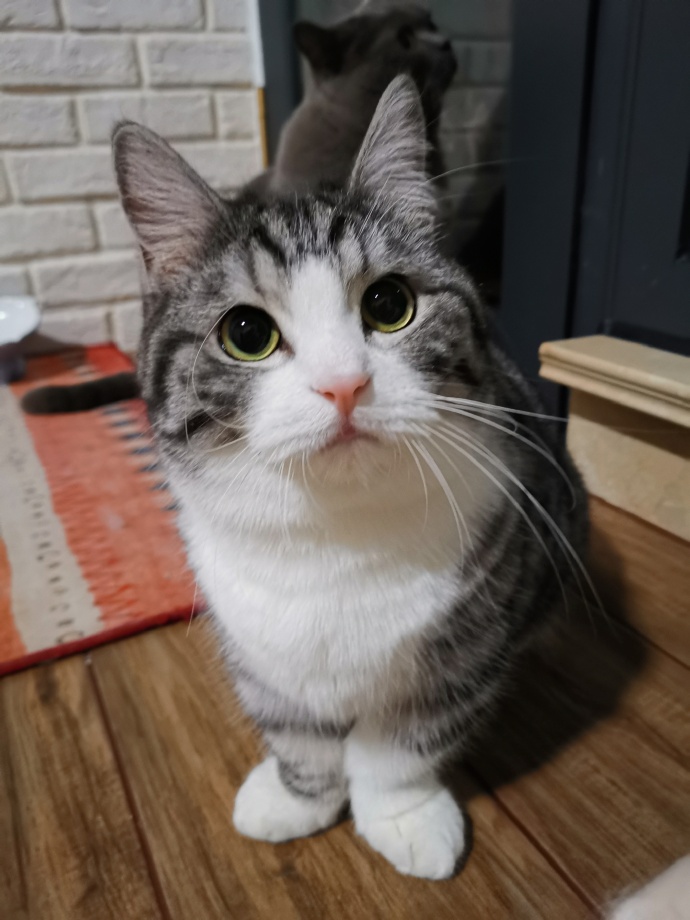 猫图片|宠物猫|猫咪|