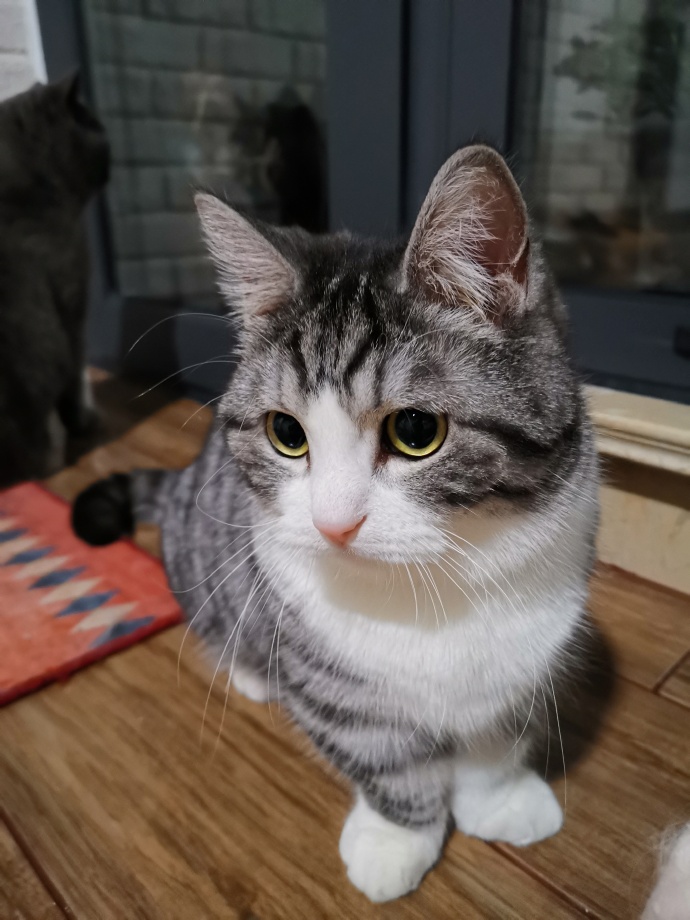 猫图片|宠物猫|猫咪|