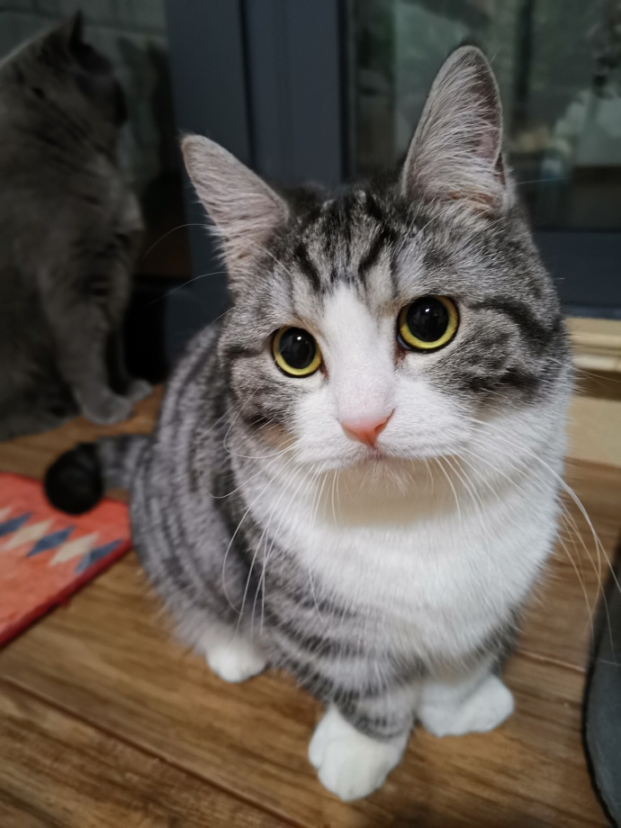 猫图片|宠物猫|猫咪|