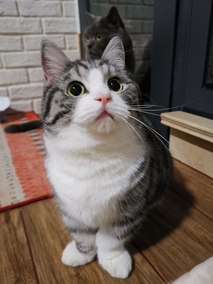 猫图片|宠物猫|猫咪|