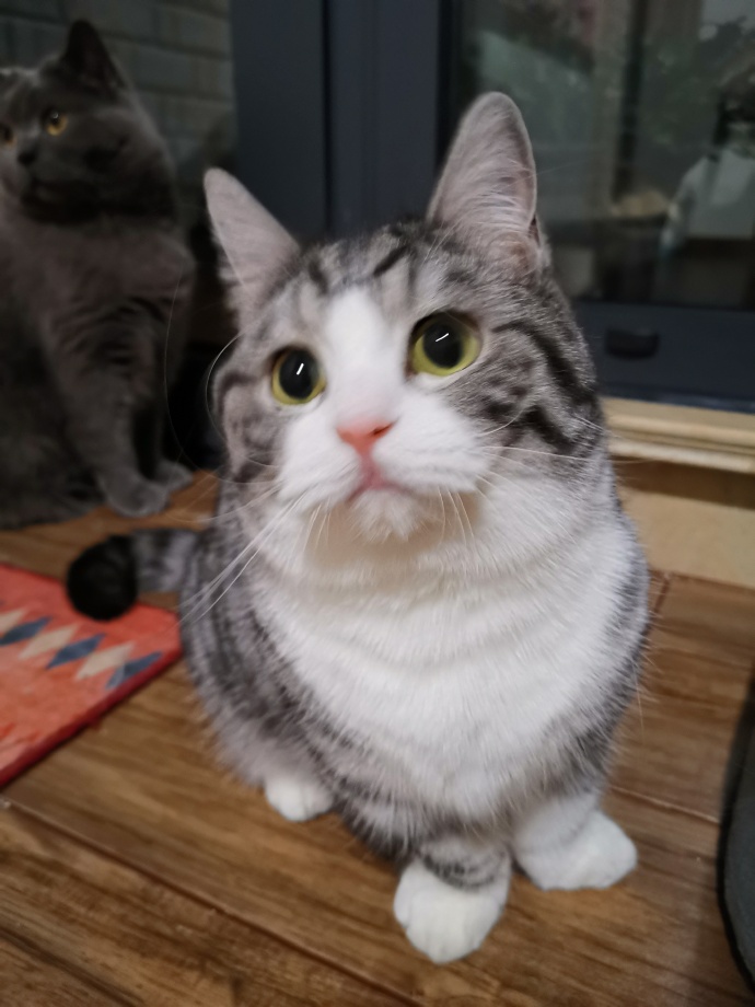 猫图片|宠物猫|猫咪|