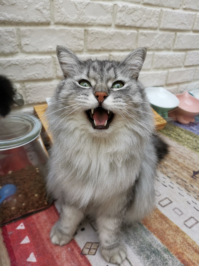 猫图片|宠物猫|猫咪|