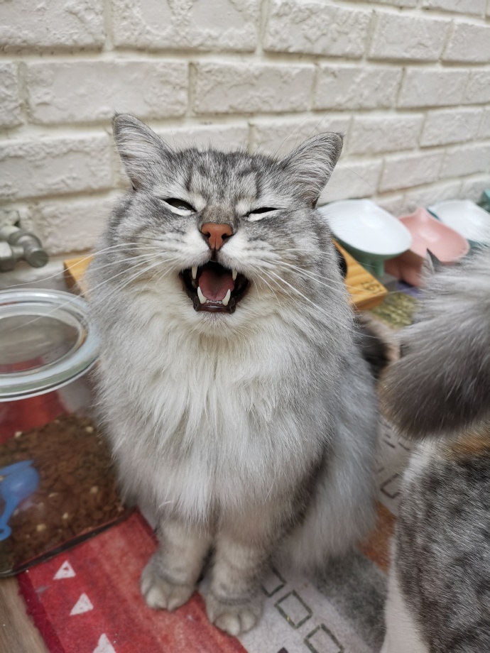 猫图片|宠物猫|猫咪|