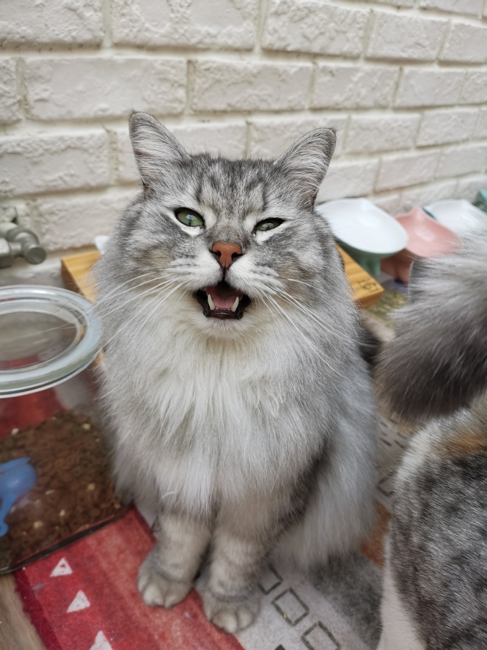 猫图片|宠物猫|猫咪|